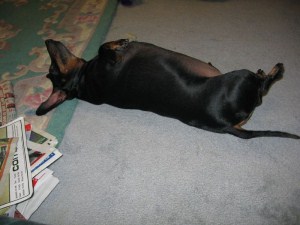 fat doxie